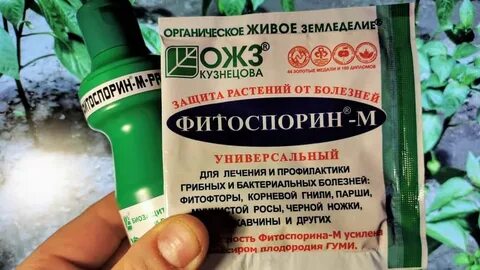 Фитоспорин для обработки почвы в теплице осенью