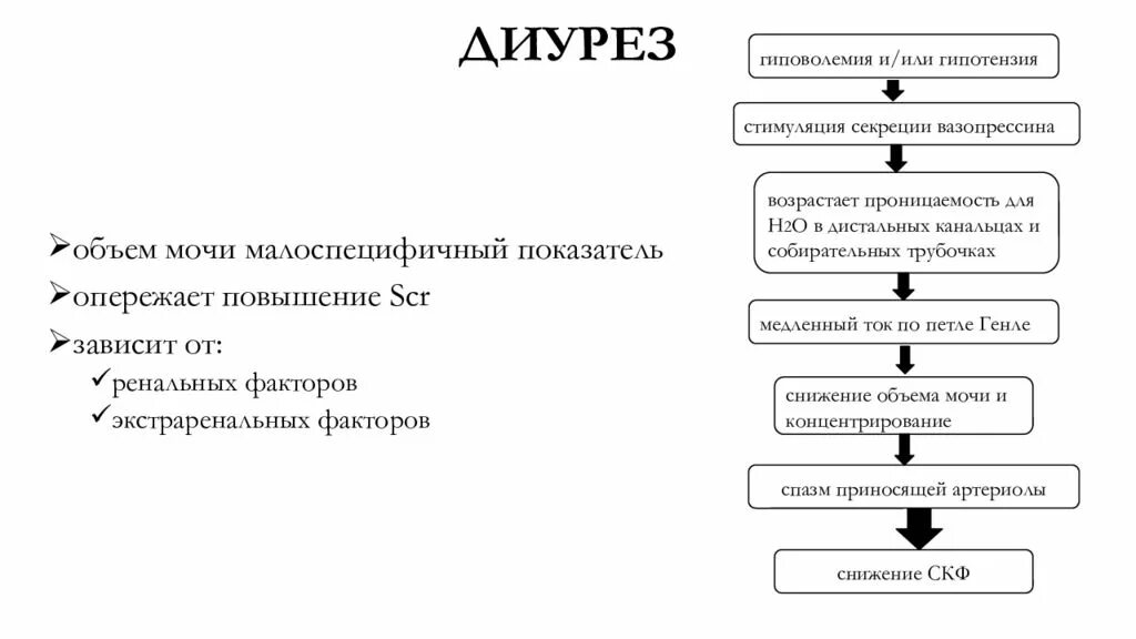 Общий диурез. Схема диуреза. факторы влияющие на диурез. механизмы изменения величины диуреза. фазы диуреза.