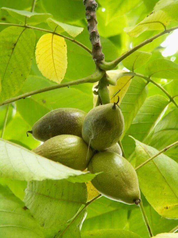 Орех маньчжурский (Juglans mandshurica). Орех маньчжурский (Juglans nigra l.). Орех маньчжурский(Juglans mandshurica Maxim). Орех грецкий (Juglans mandshurica).