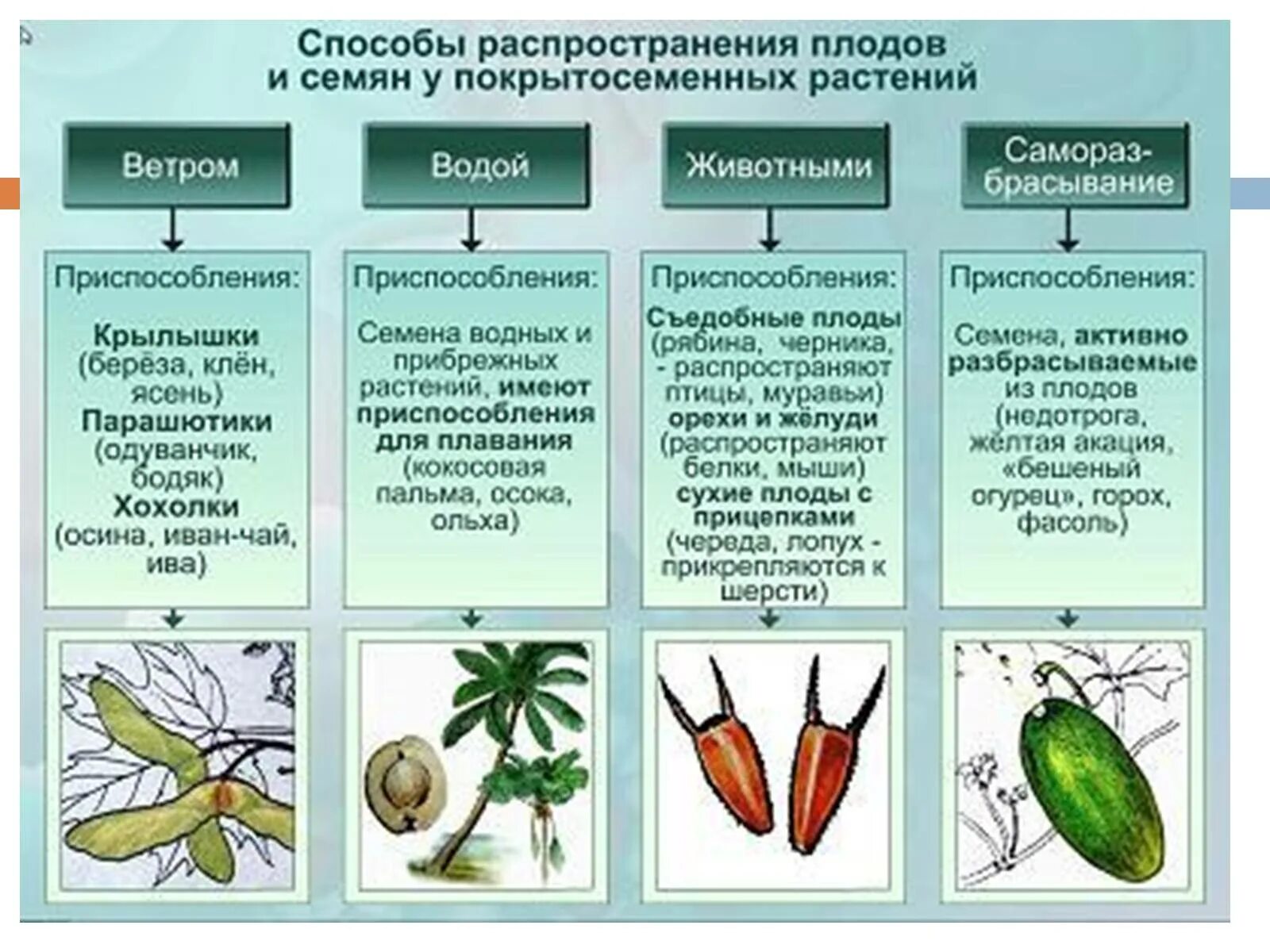 Обитания покрытосеменных. Приспособления растений к распространению плодов и семян. Способы распространения плодов и семян. Способы распространения семян и плодов у растений. Способы распространения семян покрытосеменных растений.