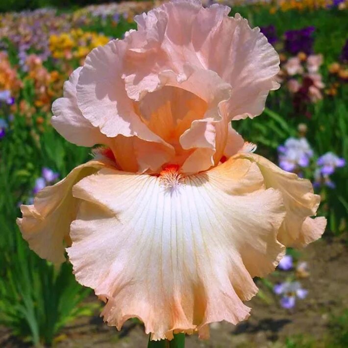 Iris 1.20 fabric