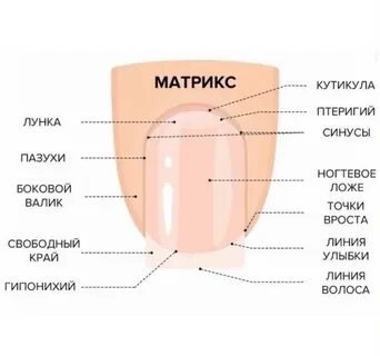 Что такое матрикс ногтя
