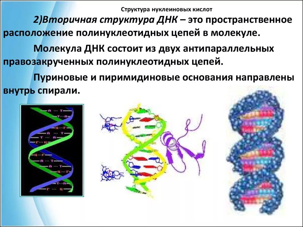 Связи в нуклеиновых кислотах. Первичная и вторичная структура нуклеиновых кислот ДНК И РНК. Вторичная структура нуклеиновых кислот ДНК И РНК. Вторичная структура молекулы ДНК И РНК. Нуклеиновые кислоты структура ДНК.