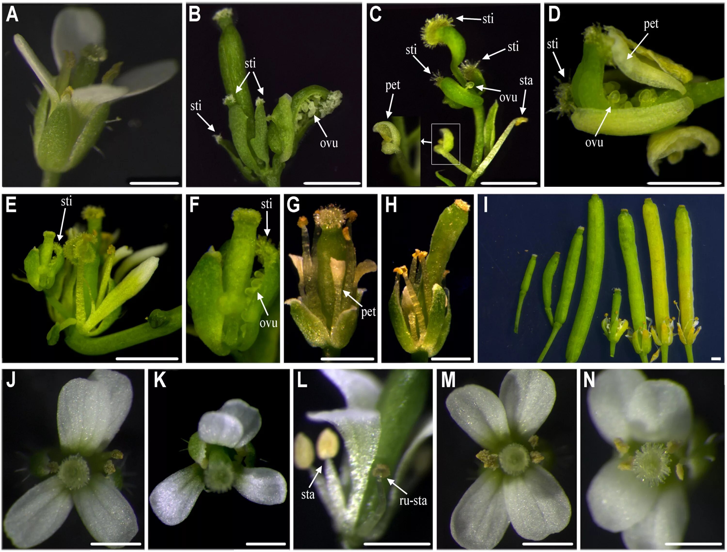 Резушка Таля (Arabidopsis thaliana). Геномы Arabidopsis. Arabidopsis мутация. Arabidopsis тройные мутанты.