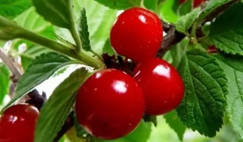 Войлочная вишня опылители
