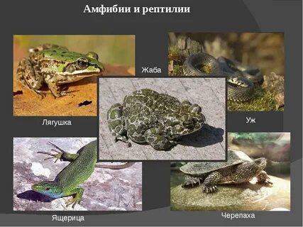 Жаба земноводное или пресмыкающееся
