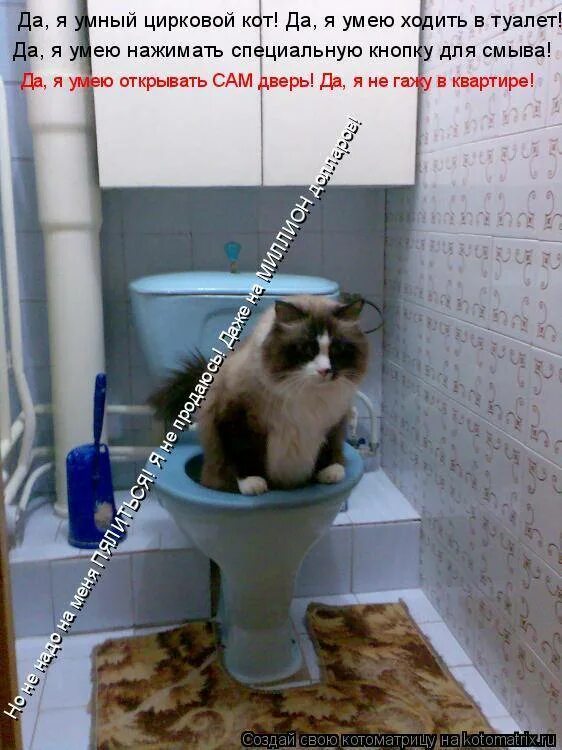 Сколько раз в день писает кот. Котики которые не ходят в туалет. котик сходил в туалет. я иду в туалет. кот том который идет в туалет.