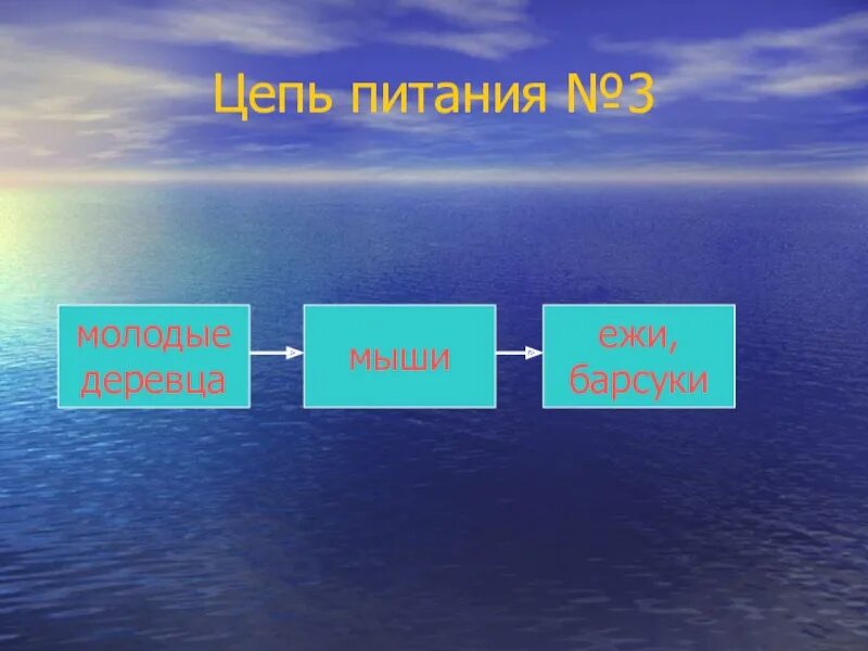 Схема цепи питания для зоны субтропиков Пищевая цепочка черноморского побережья