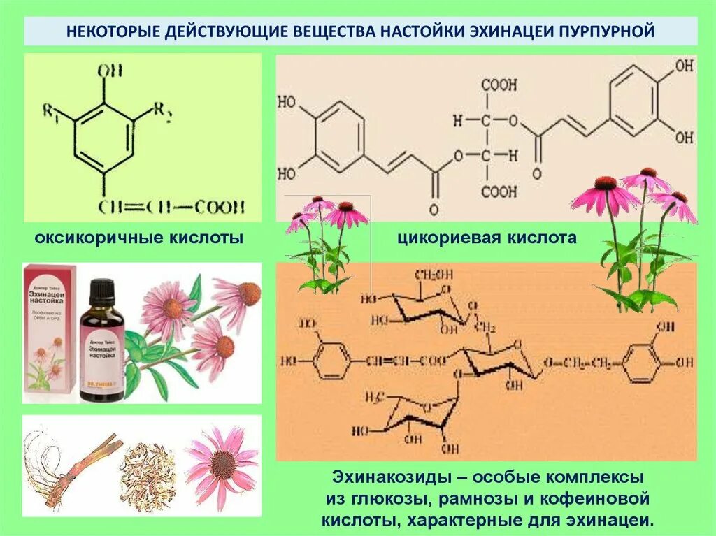 Кислоты растительного происхождения. Действующие вещества лекарственных растений. Вещества в лекарственных растениях. БАВ лекарственных растений. Биологически активные вещества лекарственных растений.