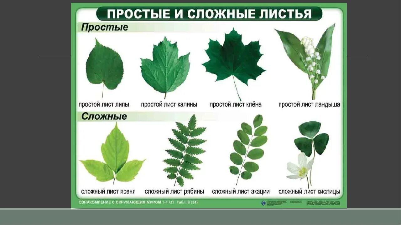 Контрольная лист 6 класс биология. Типы сложных листьев. Растения с простыми листьями. Простые и сложные листья. Строение сложного листа.