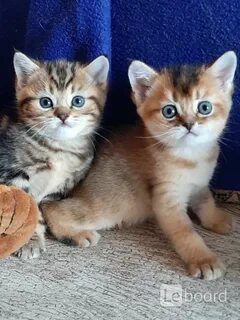 Котята таганрог