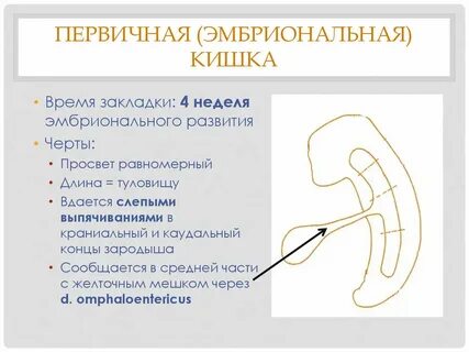 Краниальный это