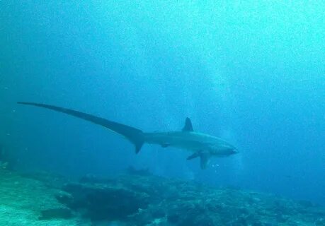 Thresher shark