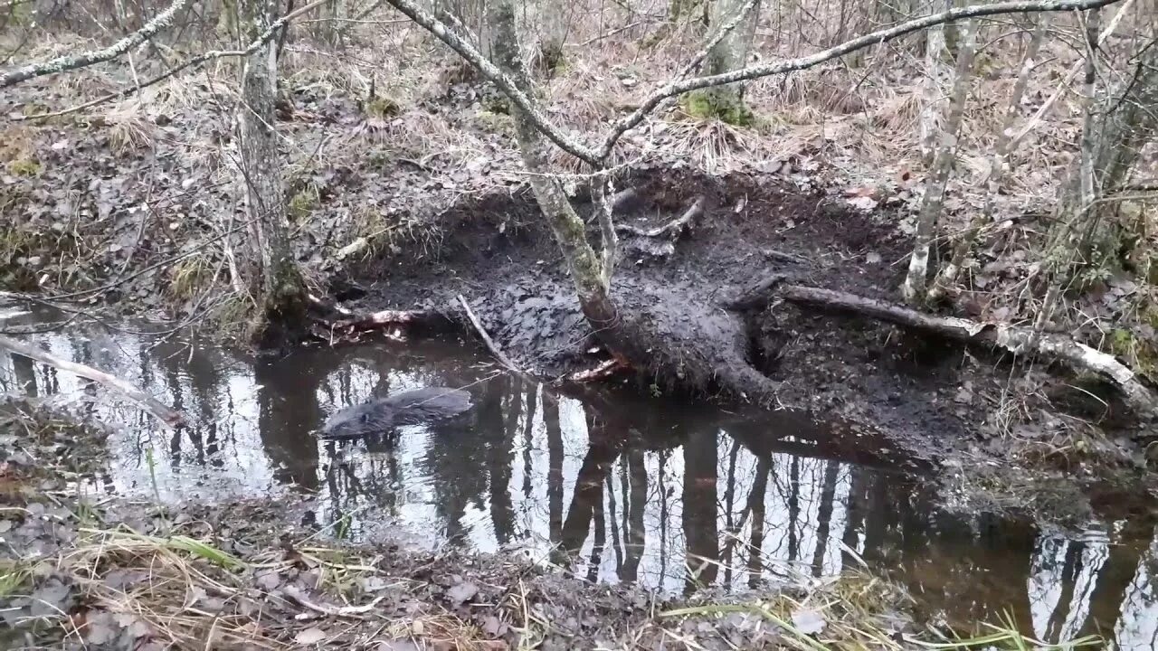 Петля на бобра. Охота на бобра с проходными капканами. Охота на бобра с капканами весной. Ловля бобра проходными капканами. Ловля бобра капканами весной.