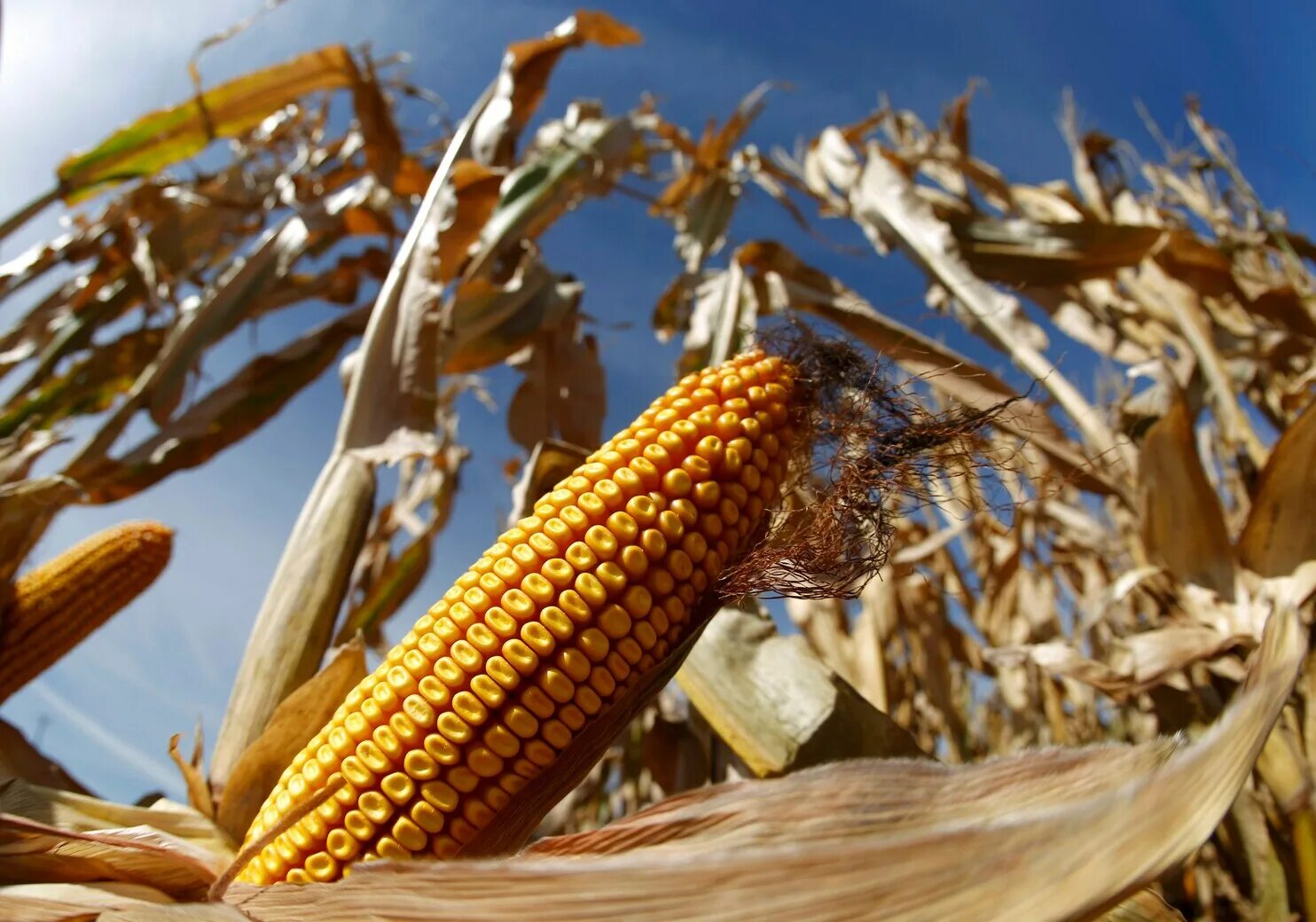 Corn me. Кукуруза. Соя и кукуруза. Кукуруза в Бразилии. Агропромышленный комплекс кукуруза.