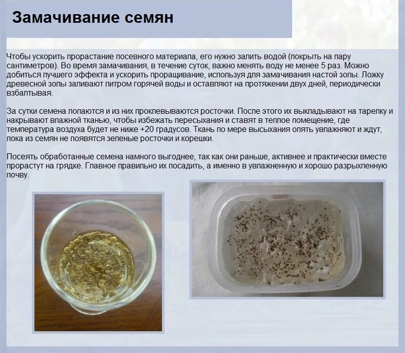 Условия прорастания томата