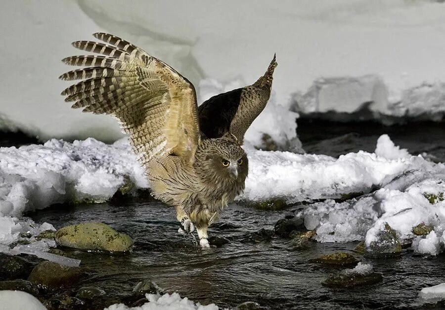 Сова с добычей. Рыбный Филин Ketupa blakistoni. Амурский Филин. Blakiston's Fish Owl. Рыбный Филин Дальний Восток.