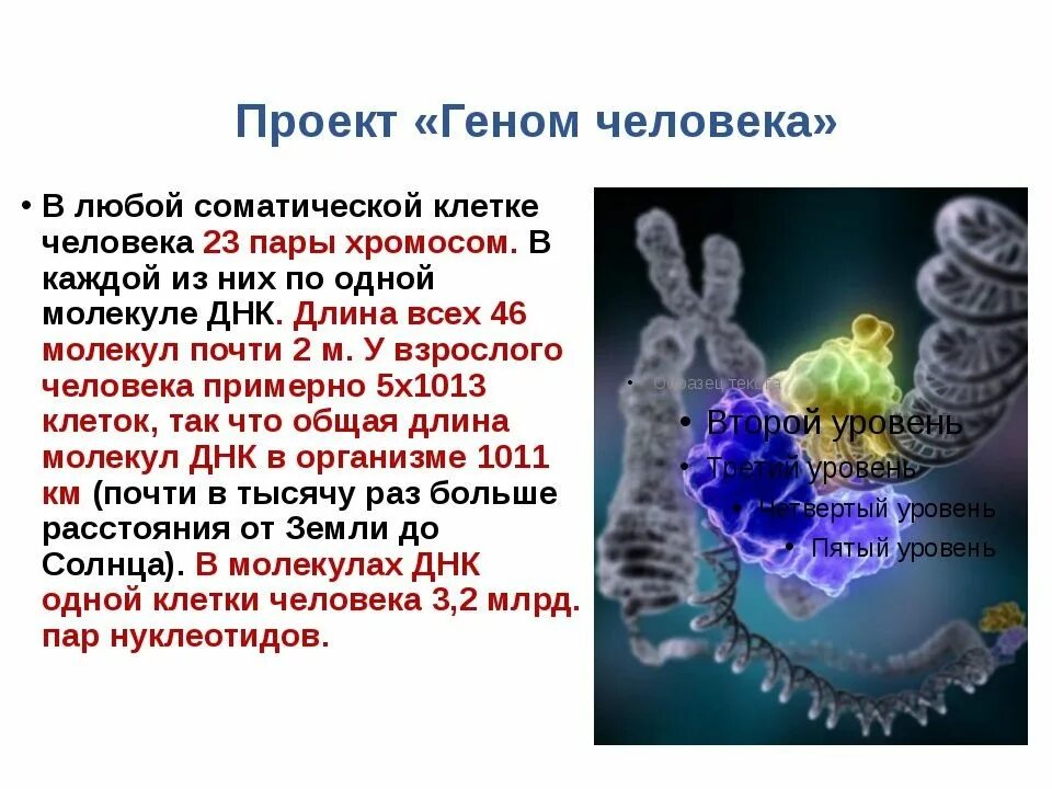 Какую информацию содержат гены