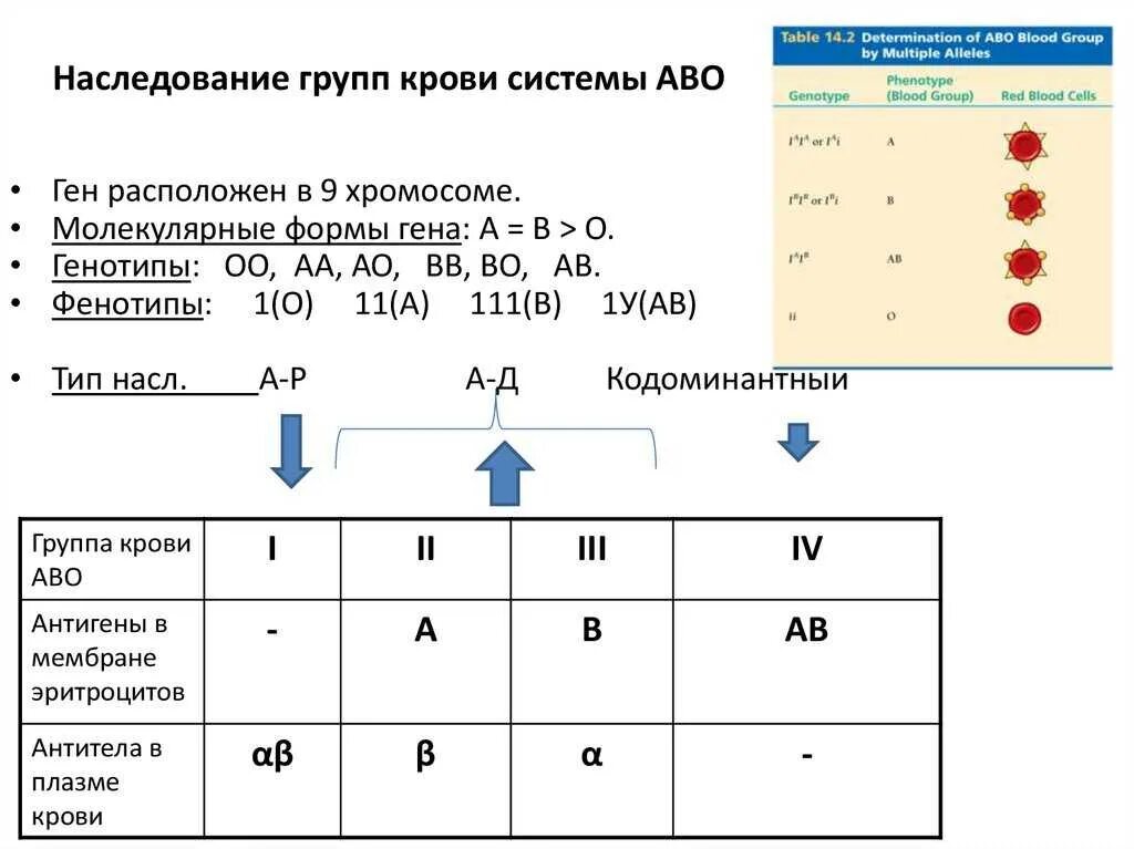 Наследование групп крови ребенком. Механизм наследования групп крови системы ав0. Наследование системы резус фактор. Наследование группы крови по системе rh. Наследование группы крови по резус фактору.