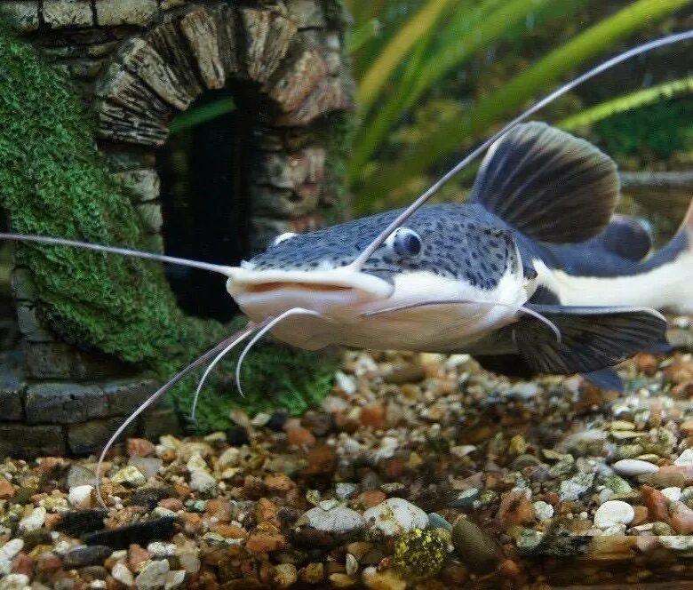 Амазонский сомик аквариумный. Сомик кошка. Краснохвостый оринокский сом. Сомик кошка. Сом краснохвостый аквариумный.