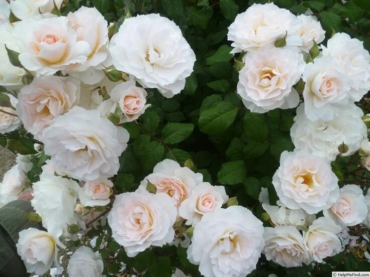 Девочки prime. Красивые блондинки в купальниках. Черри берри актриса. Екатерина коба 2019. Feeona a.