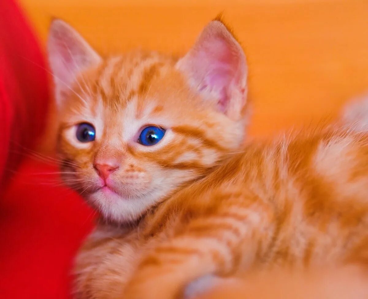 Сколько котят у рыжей кошки. Европейская короткошерстная кошка рыжая. Бенгальская короткошерстная кошка рыжая. Рыжий бенгал котенок. Рыжий кот рыжий бенгалы.