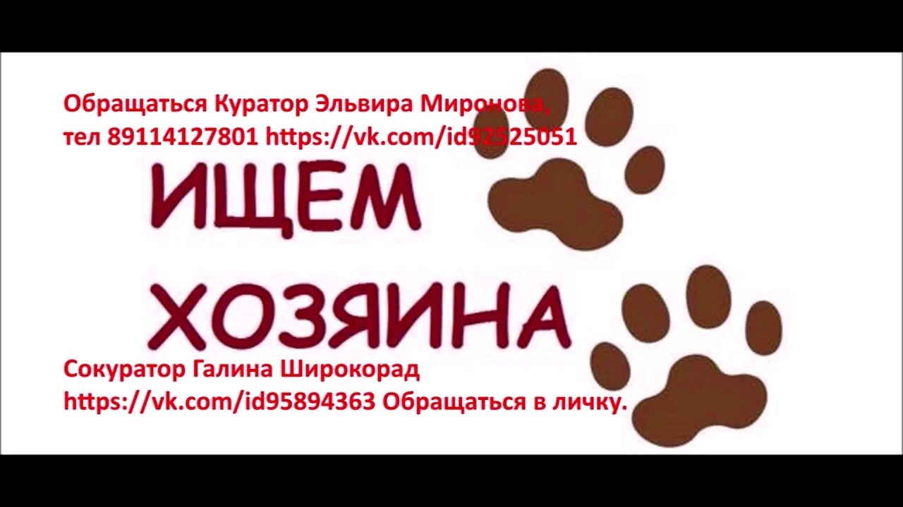 Срочно собака ищет дом. Ищу хозяина для собаки. Ищу дом. Собака ищет дом. Щенок ищет дом.