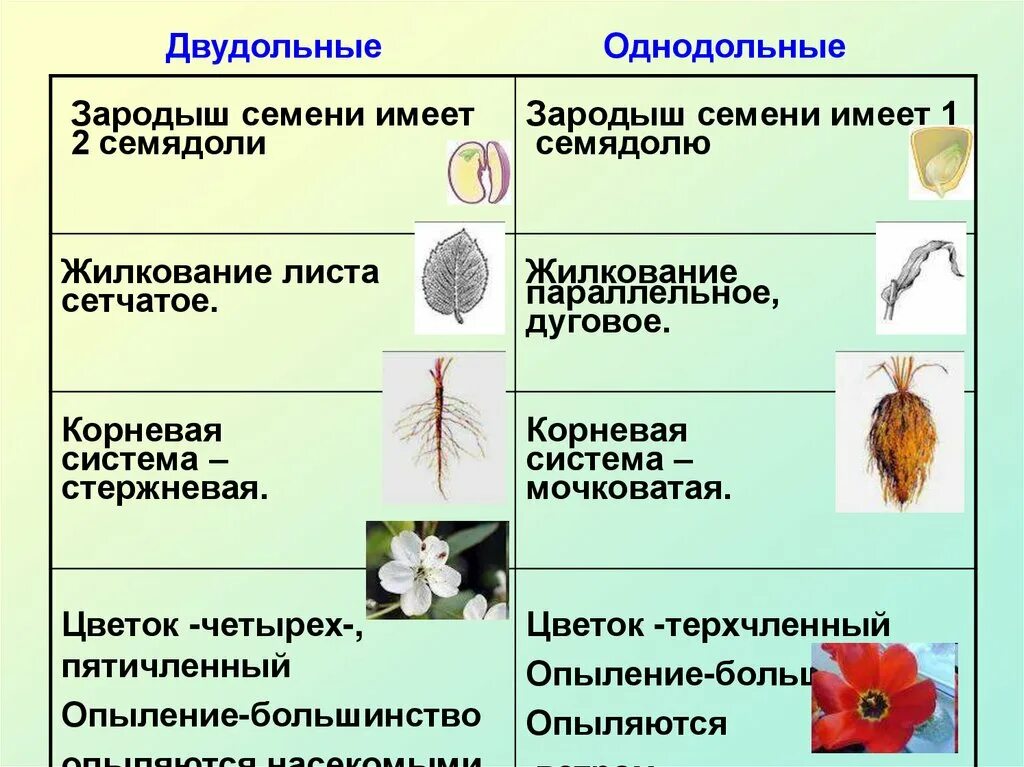 У двудольных растений мочковатая корневая система. Мочковатая корневая система у двудольных. Корневая система покрытосеменных растений. Однодольные зародыш семядоля и. Споры цветковых растений.