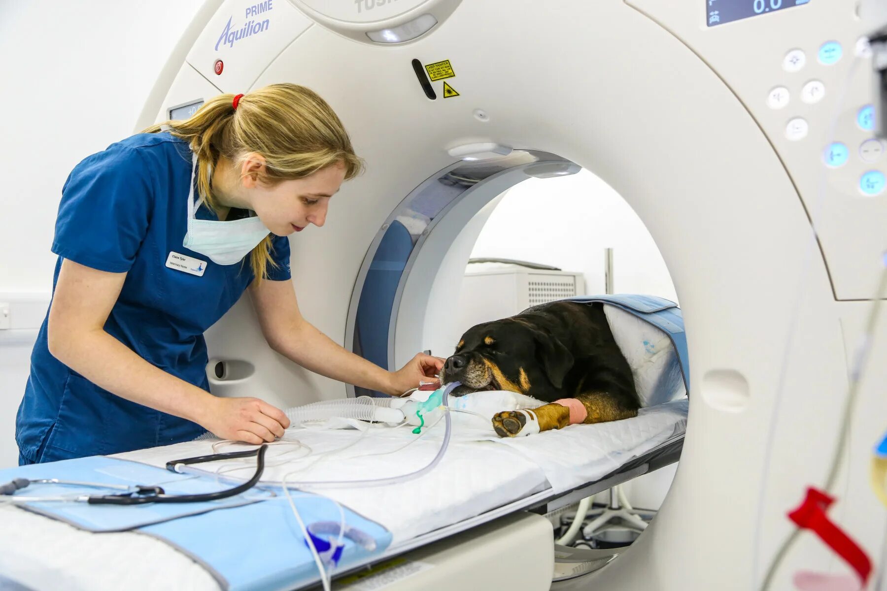 Мрт мозга собаке. Компьютерный томограф для животных. Аппарат мрт для животных. Компьютерная томография в ветеринарии. Аппарат кт для животных.