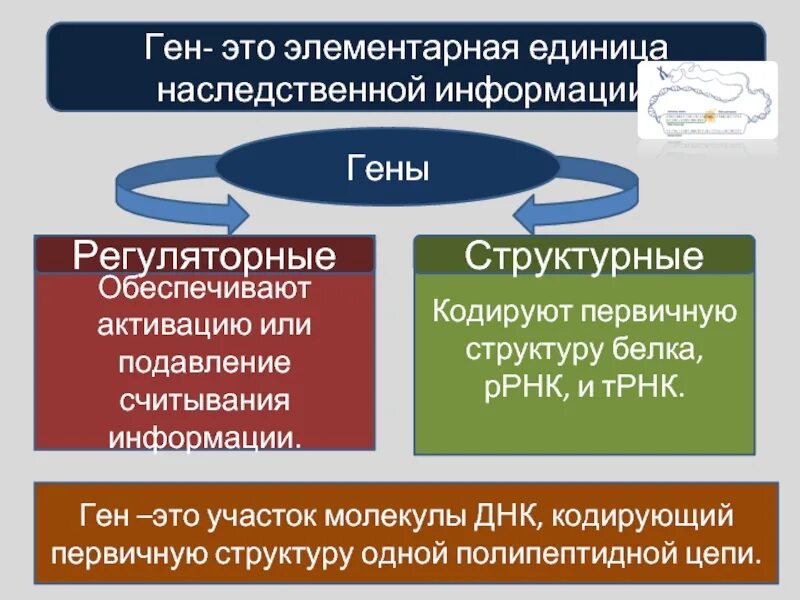 Ген является элементарной единицей. Ген является элементарной единицей