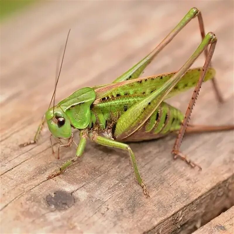 Pasikonik - samica / Bush cricket - female / Tettigonia viridissima - YouTube