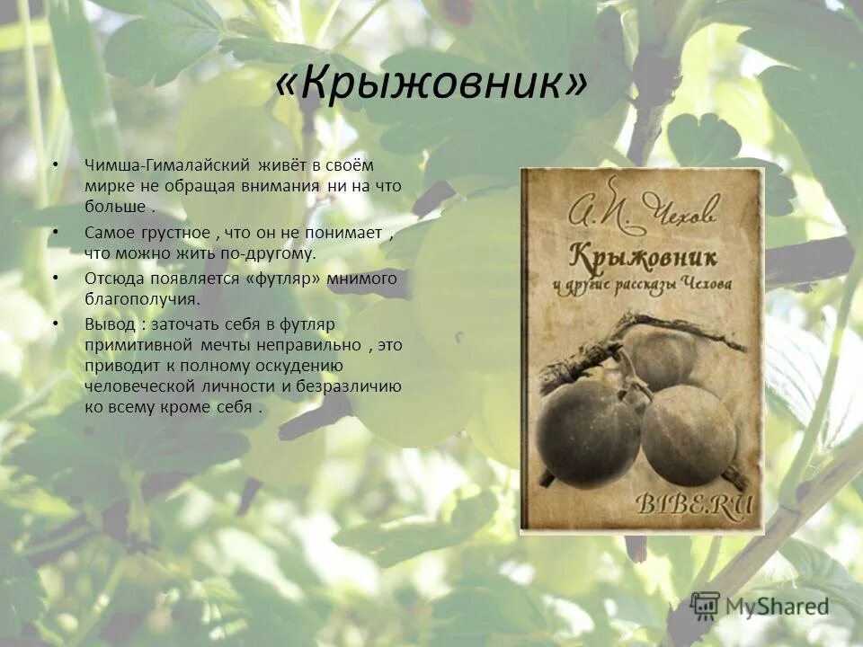 Крыжовник чехов очень краткое содержание. Рассказ крыжовник. Чимша Гималайский крыжовник.