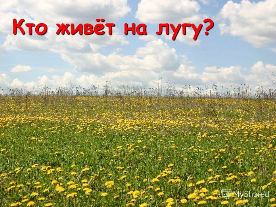 какие растения растут на лугу 4 класс