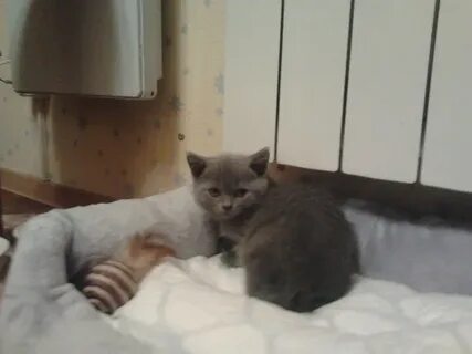 Котенок ничего