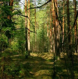 Кировский лес