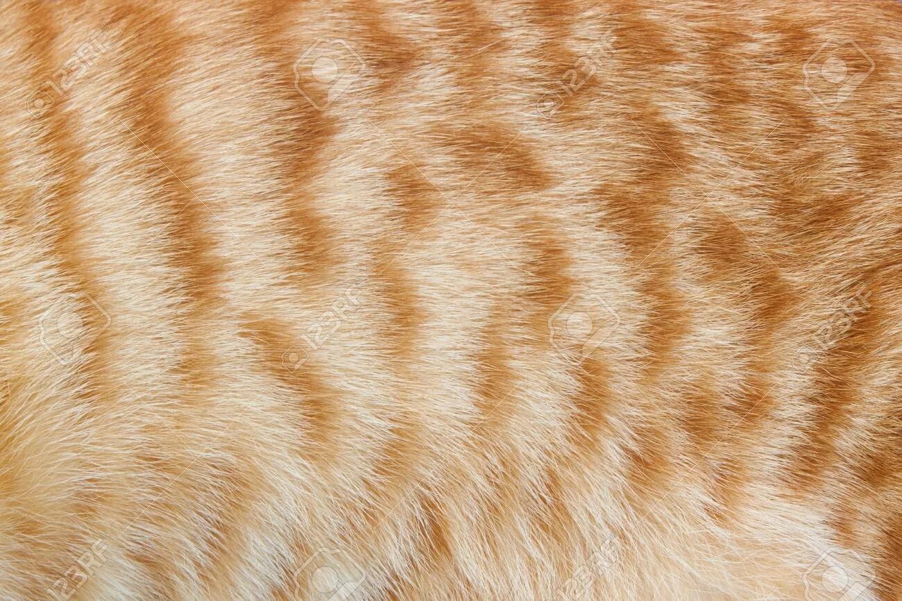 Cat texture