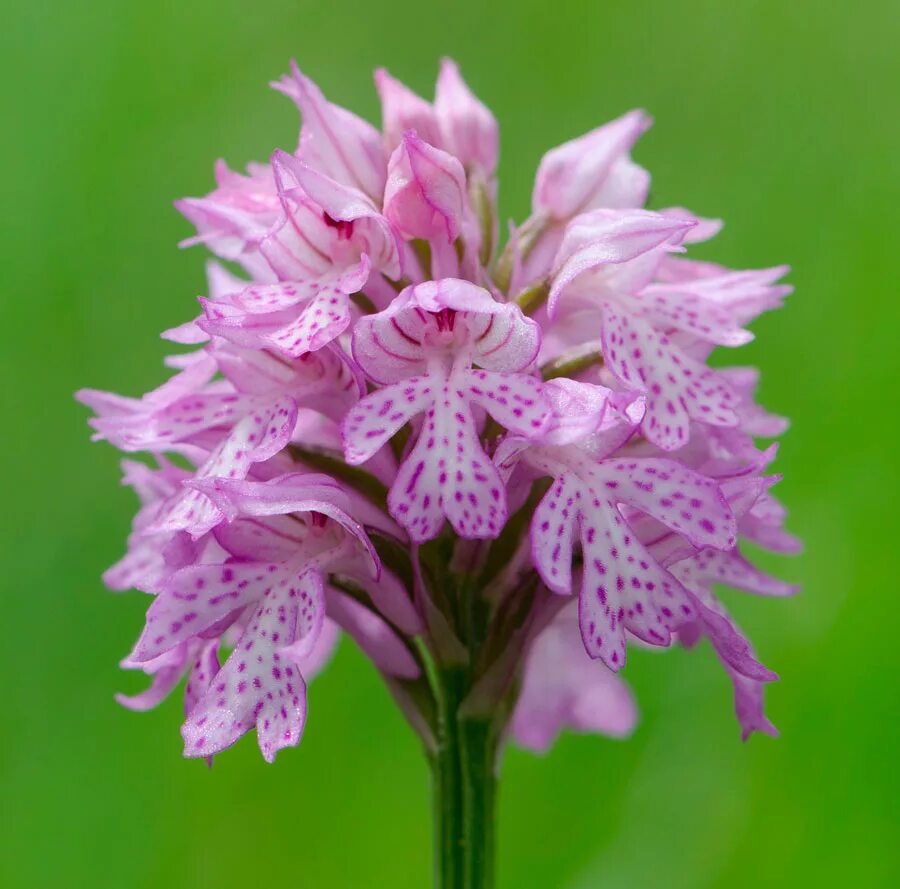 Ятрышник фото. Ятрышник трехзубчатый. Орхидея ятрышник. Ятрышник трёхзубчатый Orchis tridentata. Ятрышник трехзубчатый (Orchis tridentata SCOP).