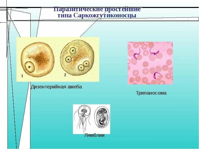 Паразитические простейшие рисунок. Строение паразитических простейших. Простейшие паразиты. Простейшие паразиты человека. Выберите паразитических простейших ответ