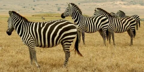 Animal s life