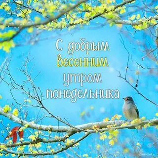 Доброго весеннего понедельника картинки красивые