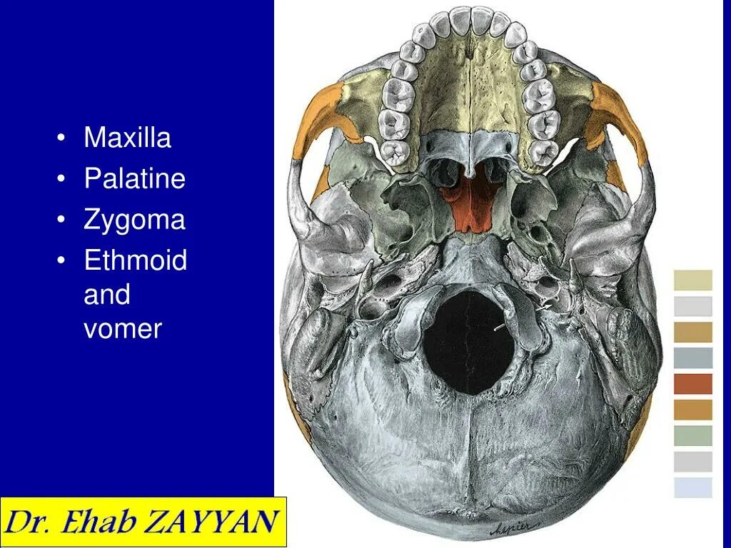 Ala major ossis sphenoidalis. Клиновидная кость sulcus palatinus major. Большое затылочное отверстие черепа. Canalis palatinus major. Sinus sphenoidalis клиновидной кости.