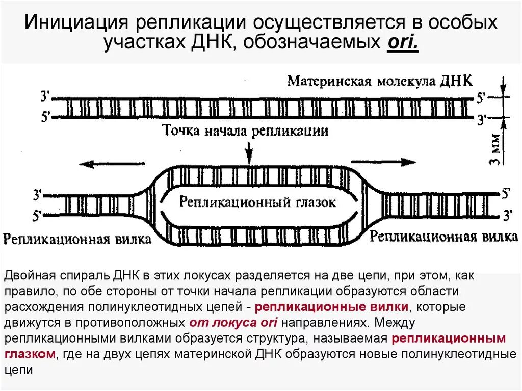 Материнская цепь днк. Схема инициации репликации. Схема репликационной вилки ДНК. Этапы репликации ДНК инициация. Схематическое изображение процесса репликации ДНК.