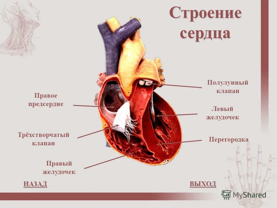 строение сердца. клапаны сердца анатомия трехстворчатый строение. строение трикуспидального клапана сердца. двустворчатый клапан строение сердца. строение сердца легочный ствол.