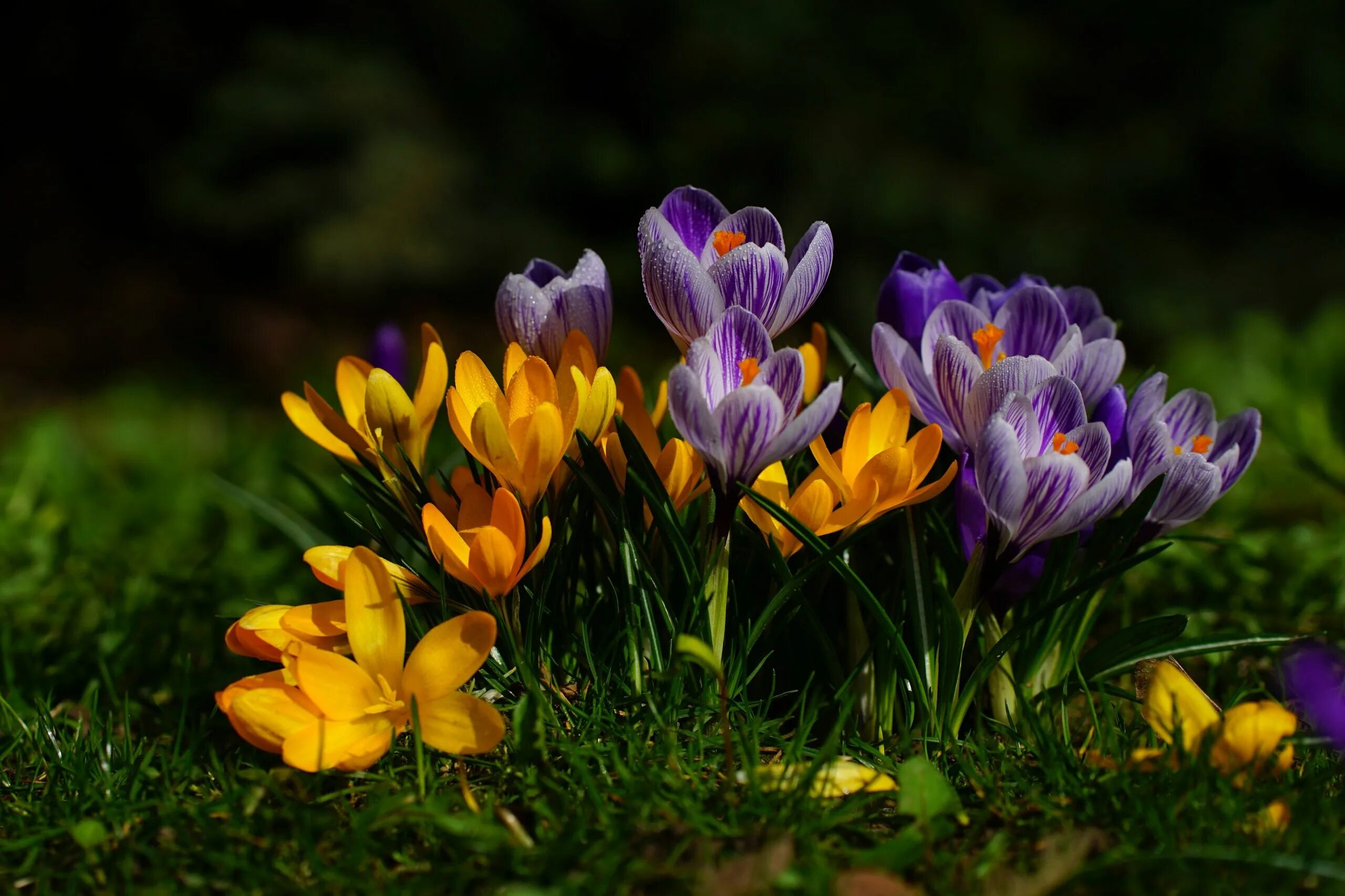 Крокус холм. Крокус Шафран весенний. Крокус весенний Crocus vernus. Крокус Шафран желтый. Желтые первоцветы крокусы.