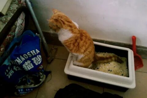 Какать главное в лоток песня кота