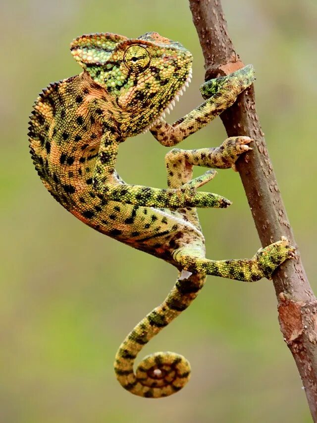 Chamaeleo zeylanicus. Леопардовый хамелеон. Хамелеон фото.