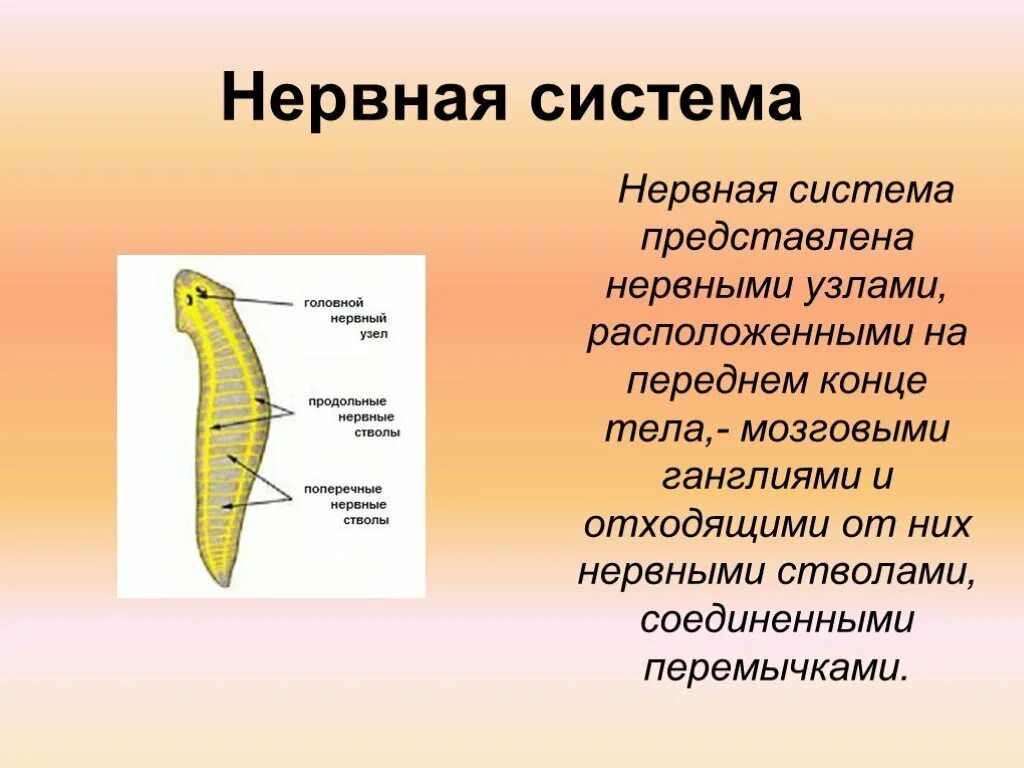 Система ресничных червей. Ресничные черви нервная система. Тип плоские черви нервная система. Нервная система червей класса Ресничные. Строение нервной системы плоских червей.