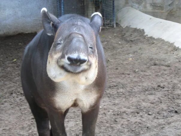 Scarfy - Tapir - YouTube