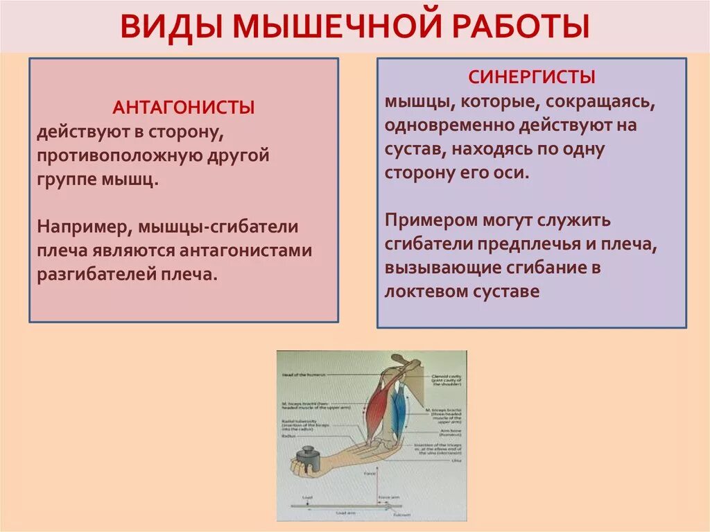 Мышцы антагонисты и синергисты таблица. Мышцы синергисты и антагонисты кратко. Как работают мышцы антагонисты. Мышцы антагонисты и синергисты примеры. Основные работы мышц