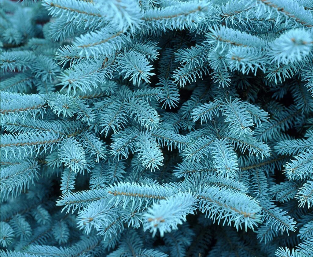 Ель голубая неон. Голубая ель беатрис оливия. Ель голубая белая. Веточка сосны в инее. Ель колючая сизая голубая.